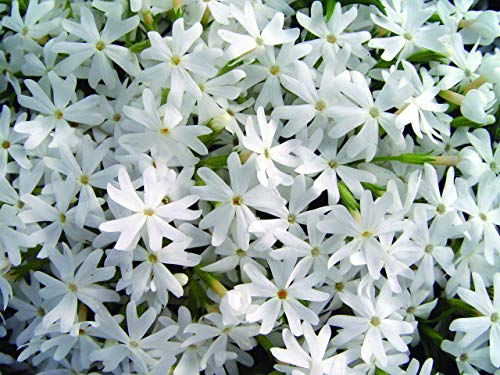 A cluster of white flowers resembling snowflakes, likely moss phlox, suitable for planting in USDA Zone 3-8.