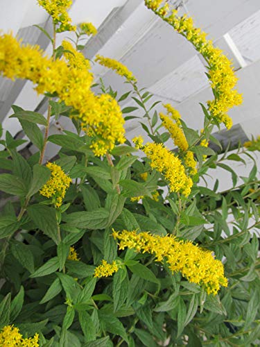 A cluster of yellow flowering plants with green foliage, likely to be identified as Fireworks Goldenrod.