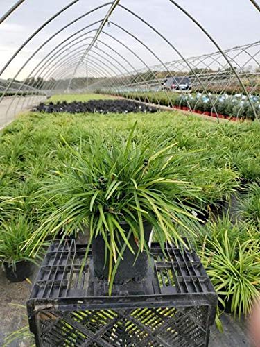 A container of Lily Turf (Liriope spicata) with glossy, dark green leaves, set against a backdrop of plants in a greenhouse.