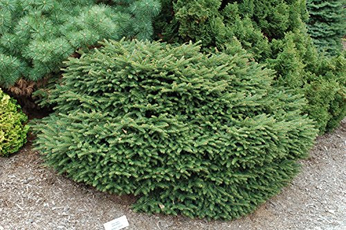 A dense, spreading evergreen shrub with needle foliage, typical of a bird's nest spruce.