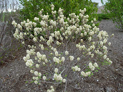A dwarf bottlebrush shrub with white flowers and green foliage, photographed in a natural outdoor setting.