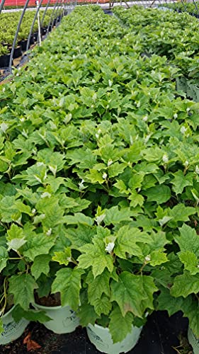 A field of Hydrangea plants with green leaves and white flowers, presumably the 'Alice Oakleaf Hydrangea', grown by American Beauties Native Plants.