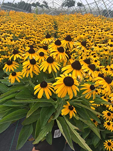 A field of Rudbeckia flowers with deep yellow petals and dark brown centers.