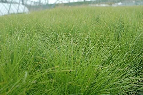 A field of green Appalachian sedge grasses, showing their fine textured foliage.