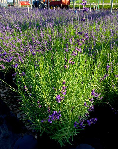 A field of lavender plants with purple flowers and green foliage.