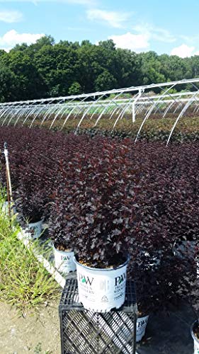 A field of young Physocarpus plants with dark,饱和 color foliage, grown in a nursery for horticultural purposes.