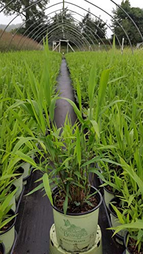 A green field with rows of plants in containers, likely Northern Sea Oats, with a visible label on one of the containers.