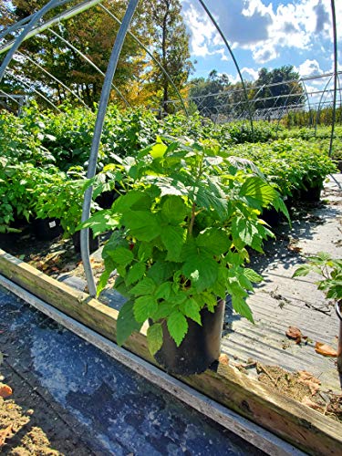 A green raspberry plant with lush leaves, likely 'Polana' variety, growing in a garden setting.