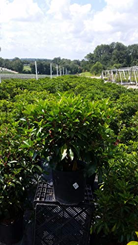 A green shrub in a black pot, presumably the Red Bandit Mountain Laurel, placed on a metal frame likely at a nursery.