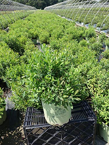 A green shrub plant, Sweetgale, with fragrant foliage, displayed in a #3 container, set on a metal grid for support.