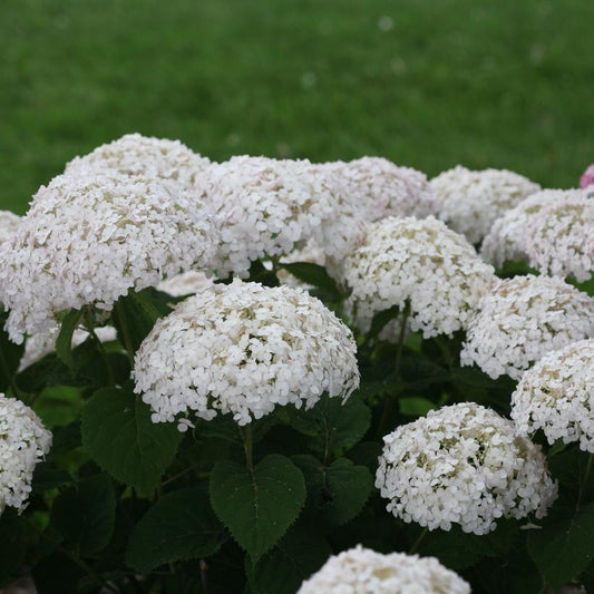 A group of Invincibelle Wee White hydrangea plants with rounded mounds of green foliage and clusters of white flowers.