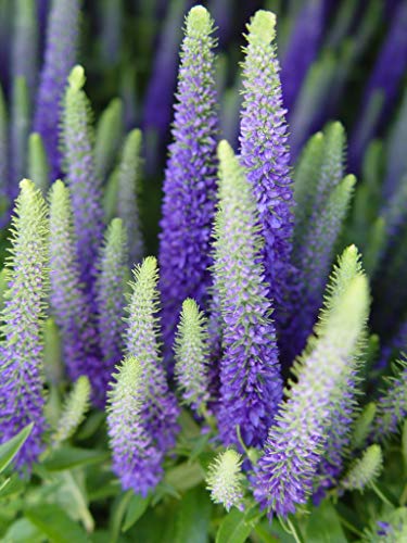 A group of Veronica 'Royal Candles' plants with dense green foliage and upright flower spikes that are deep blue in color.