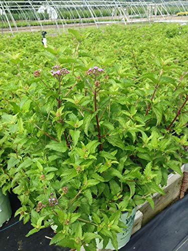 A group of green plants with fuzzy blue flowers on red stems, growing in a nursery setting.