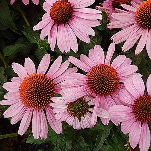 A group of pink Coneflower plants with green centers and brownish cones, in bloom.