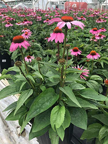 A group of pink Echinacea purpurea 'Magnus' coneflowers with green foliage, suitable for planting in a garden.