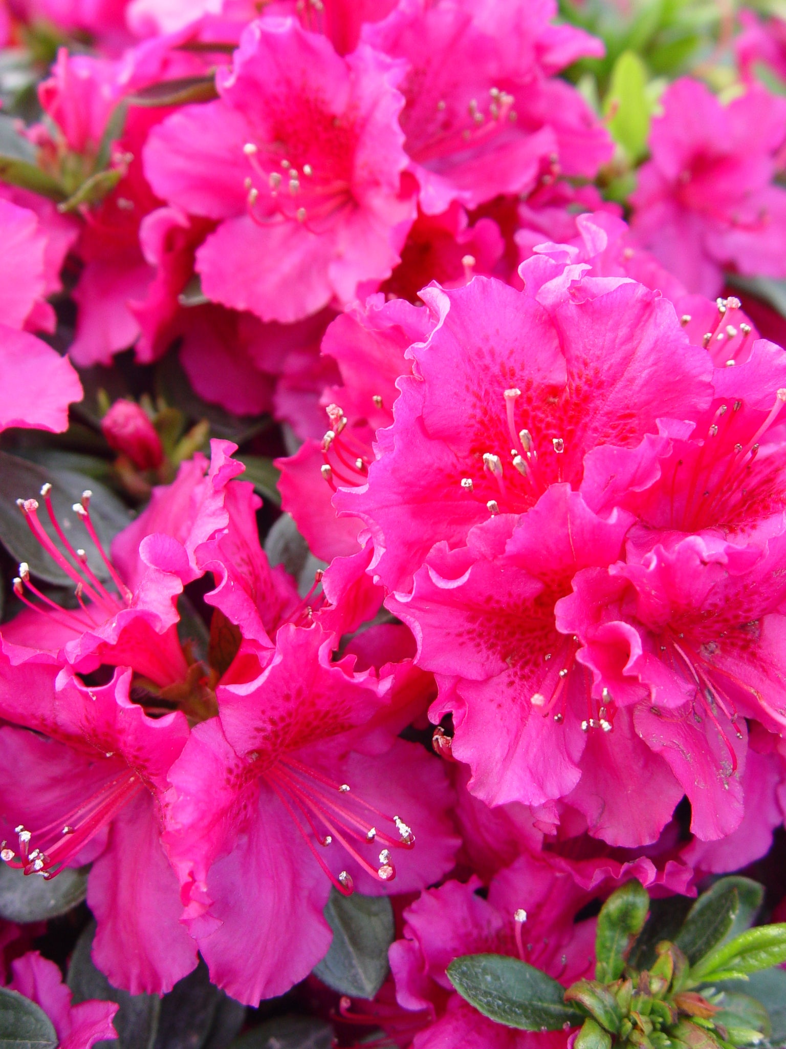 A group of pink azaleas with green foliage in the background.