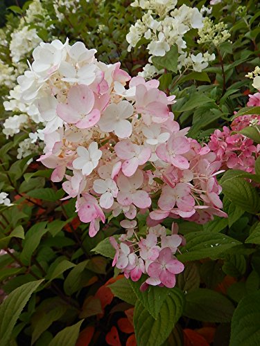 A hydrangea panicle with flowers that are pink and white, showing both stages of bloom.
