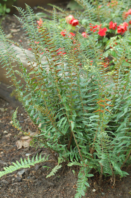 A lush green fern plant with tall, slender leaves growing in a garden setting with a colorful flower in the background.