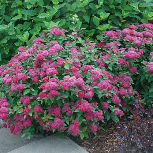 A mature Double Play Doozie spirea plant with vibrant red-pink flowers and green foliage, suitable for landscaping.