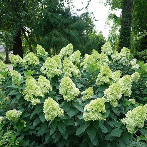 A mature Limelight Prime Panicle Hydrangea plant with green foliage and creamy green flower heads, suitable for gardening.