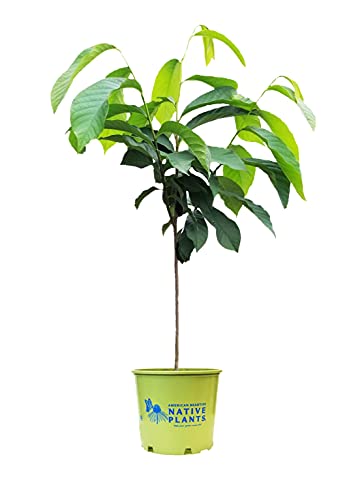 A pawpaw tree with large green leaves and a brownish purple flower cluster, planted in a green container with a label indicating 'Native Plants'.