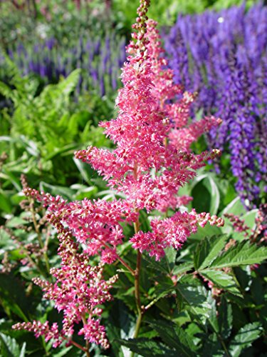 A perennial plant with dark green foliage and pale pink flower spikes, identified as Rheinland Astilbe, growing in a garden setting.