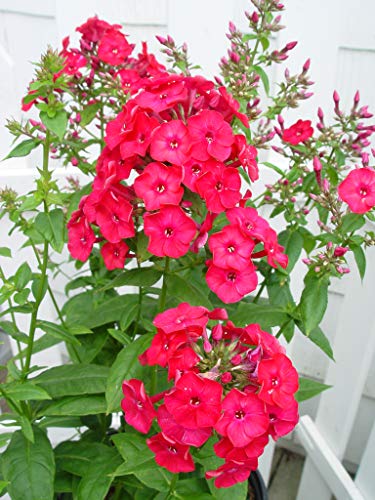 A photo of Volcano Ruby Garden Phlox with vibrant magenta flowers and green leaves.