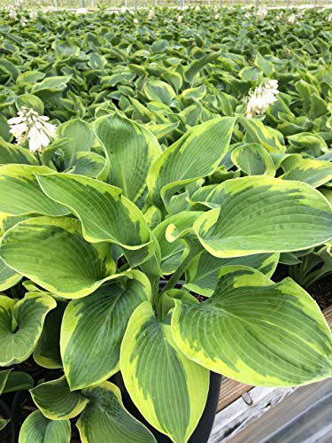 A photo of a Hosta plant with blue-green foliage and gold edges, and white flowers on a spike.
