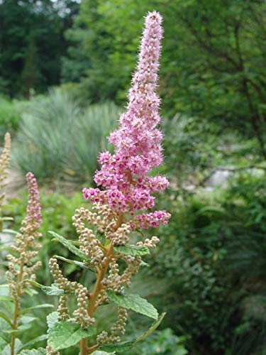 A photo of a Steeplebush plant with small pink flowers and dark green leaves.