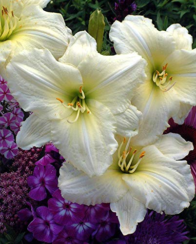 A photo of white Hemerocallis 'Joan Senior' daylilies with yellow centers, commonly known as daylilies, in a garden setting.