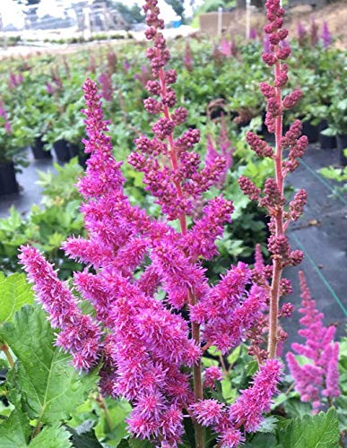 A photo showing a cluster of bright lilac-purple flowers on tall stalks, characteristic of the Visions Chinese Astilbe plant.