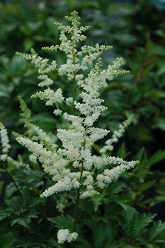 A photo showing a patch of Bridal Veil Astilbe plants with lush green foliage and airy white flower spikes.