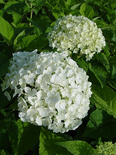 A photo showing two Hydrangea arborescens 'Annabelle' plants with large white flower heads.
