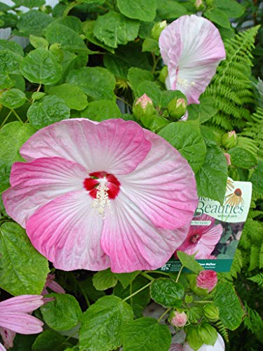 A pink Rose Mallow plant with large green foliage and a tag displaying the brand American Beauties Native Plants.