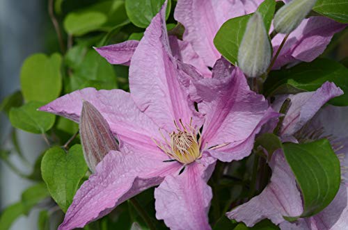 A pink clematis vine with green leaves.