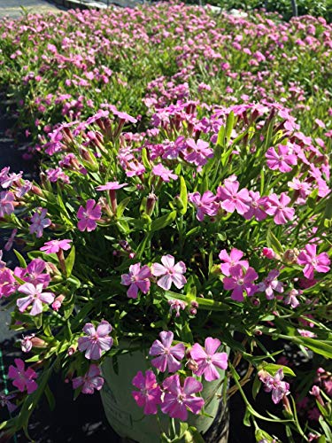 A pink flowering plant with small, pointed green foliage, likely a Silene caroliniana, commonly known as Short and Sweet Catchfly, in a container.