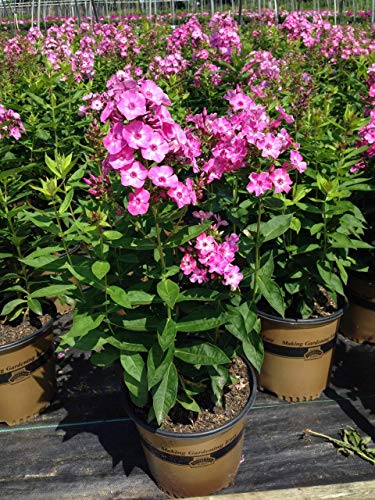 A pink garden phlox plant with pink and white flowers, pot included, displayed in a garden center setting.