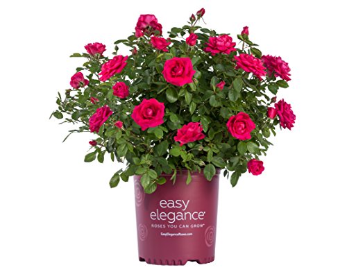 A pink shrub rose with ruffled flowers and green foliage, labeled 'Easy Elegance' and 'My Girl', in a red pot.