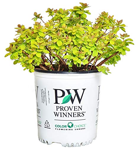 A pot of Glow Girl Birchleaf Spirea shrub with green leaves and some reddish buds, branded with Proven Winners.