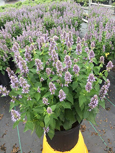 A potted Agastache 'Blue Fortune' plant with vibrant purple-blue flowers and green foliage.