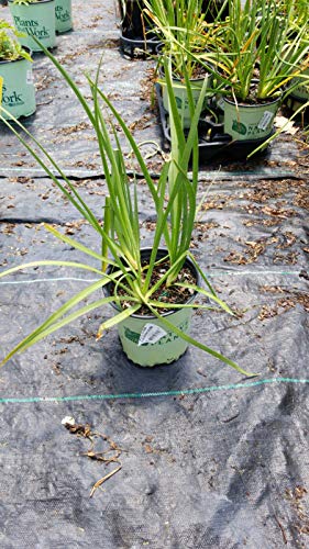 A potted Allium cernuum, also known as Wild Nodding Onion, with green foliage and pink flowers, displayed outdoors.