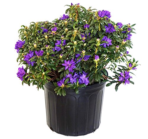 A potted Blue Baron Rhododendron plant with vibrant blue flowers and green foliage.