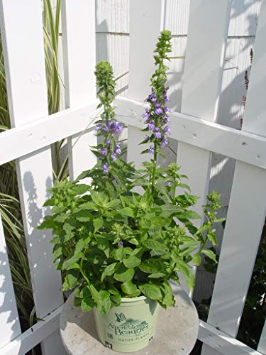 A potted Blue Cardinal Flower with upright green foliage and spikes of bold blue flowers, placed on a wooden surface against a white lattice background.