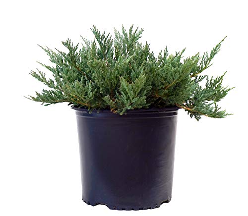 A potted Blue Chip Creeping Juniper plant with dense green foliage.