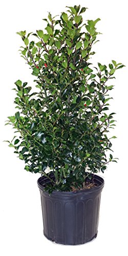A potted Blue Maid Holly plant with lustrous, deep blue-green foliage and abundant red berries.