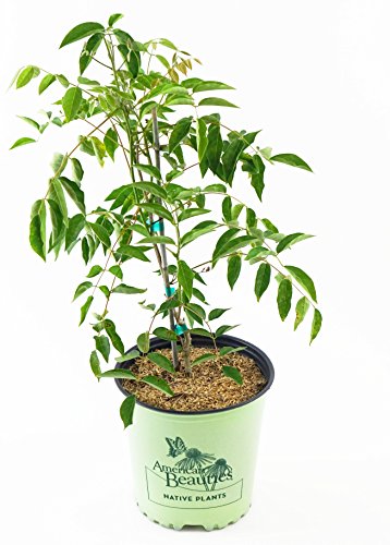 A potted Blue Moon Wisteria plant with green foliage, in a container with soil, against a white background.