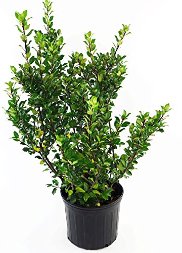 A potted Blue Prince Holly shrub with dark green leathery foliage on purple stems.
