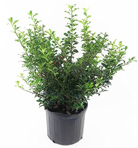 A potted Blue Princess Holly shrub with dark green foliage and red berries.