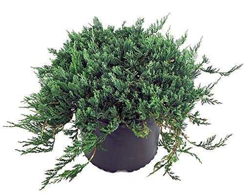 A potted Blue Rug Juniper plant with silver and blue foliage.