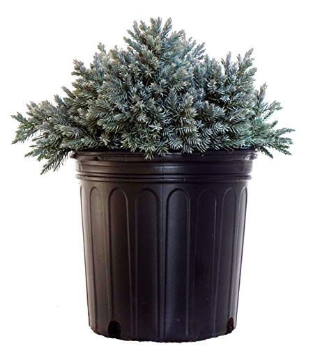 A potted Blue Star Juniper plant with dense, blue-green foliage.